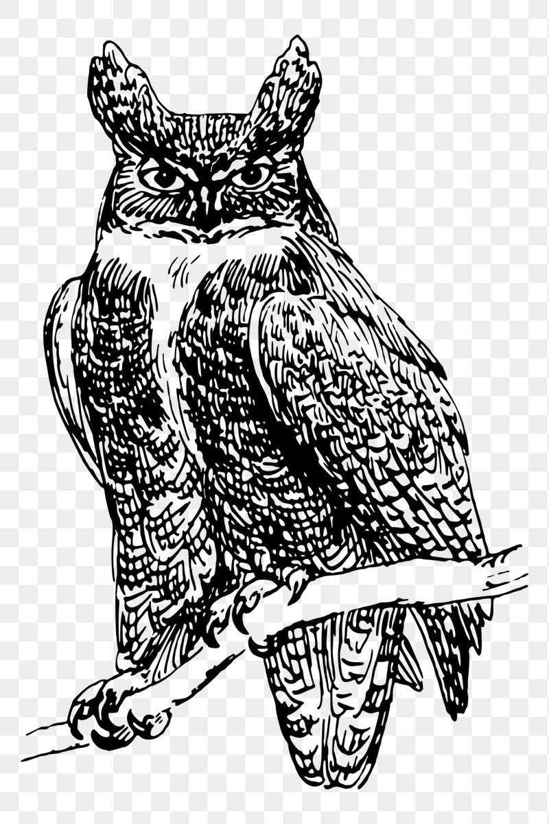 Owl png sticker, vintage animal | Free PNG - rawpixel