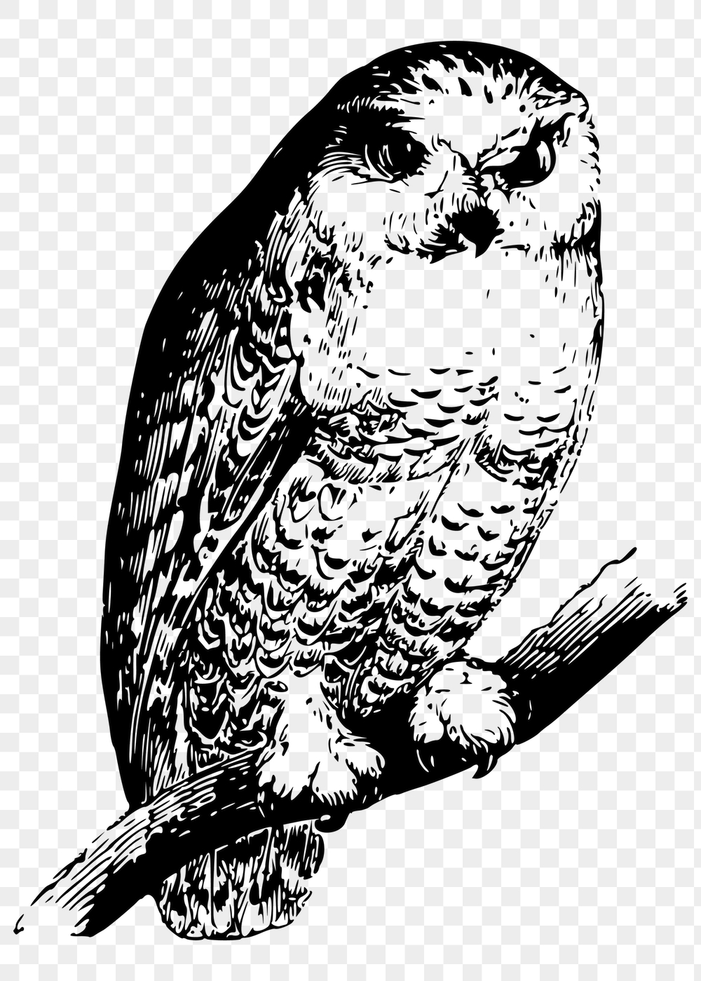 Owl png sticker, vintage bird | Free PNG - rawpixel