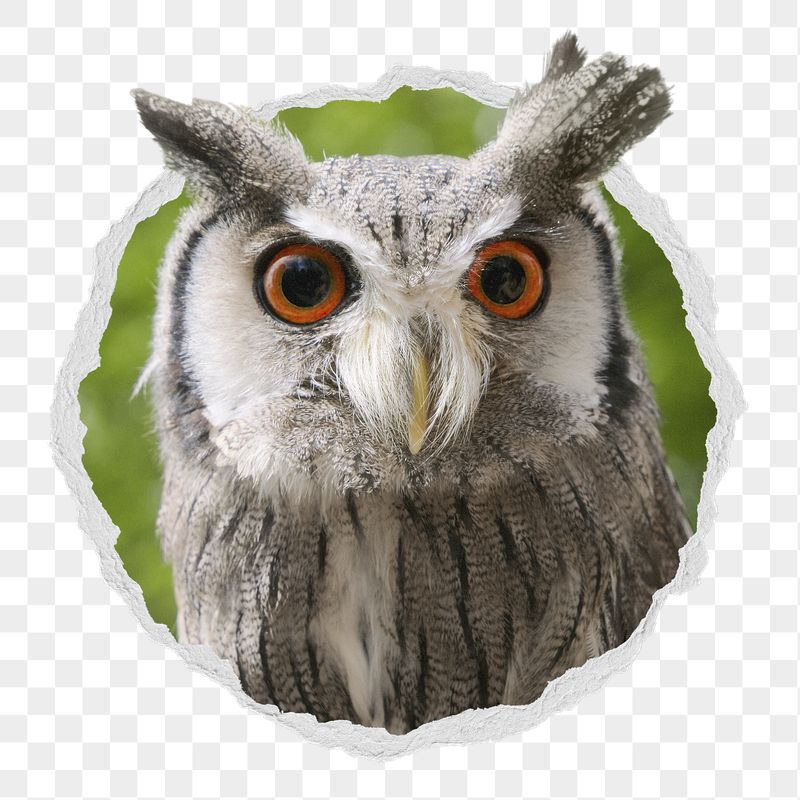 Owl png sticker, wildlife photo | Free PNG - rawpixel