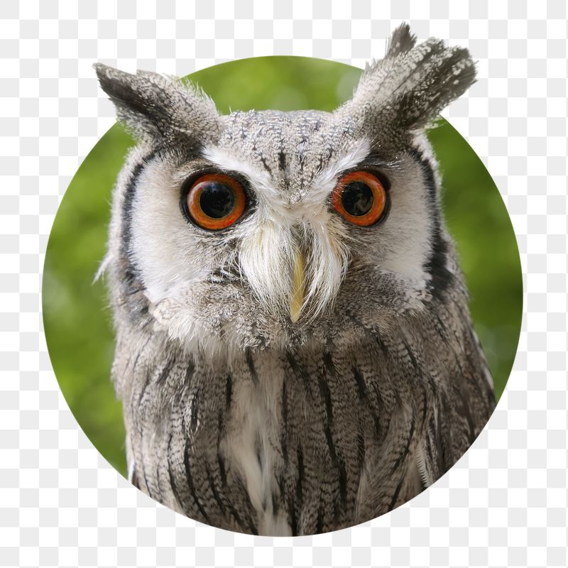 Owl png sticker, wildlife photo | Free PNG - rawpixel