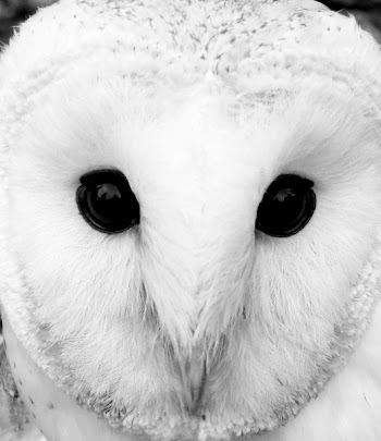 Owl_Snow_1840.JPG