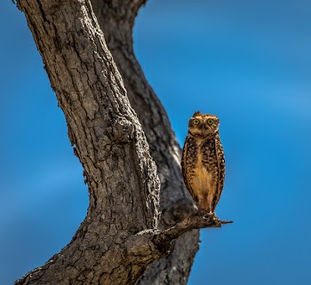 Owl Stand on Branch of Tree