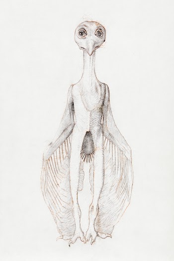Owl Standing, Anterior View (1795&ndash;1806)… | Free public domain illustration