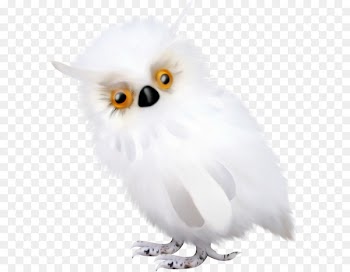 Owl, Tawny Owl, Beak, Bird, Vertebrate PNG