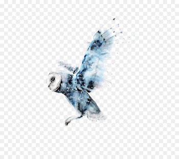 Owl Watercolor painting Harry Potter Art Drawing - Watercolor Owl 