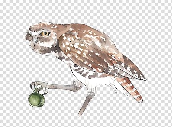 Owl Watercolor painting, Owl transparent background PNG clipart