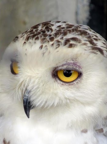 Owl with Yellow Eyes.jpg