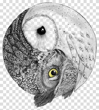 Owl yin yang artwork, Barred Owl Yin and yang Bird Barn owl, owl transparent background PNG clipart