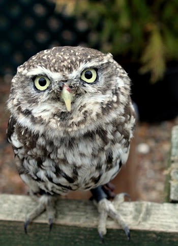 Owl1_1849.JPG