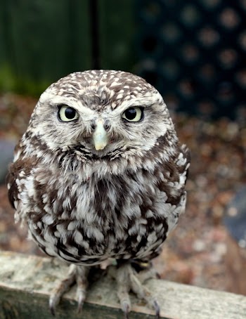 Owl2_1852.JPG