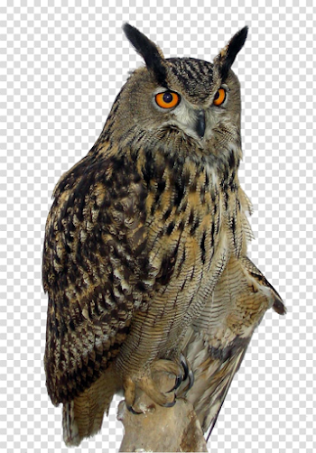 Owls Transparent PNG Image | Web Icons PNG