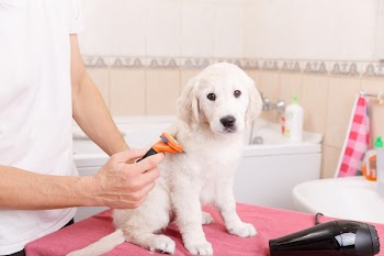 Owner is combing out the fur of retriever puppy after shower 