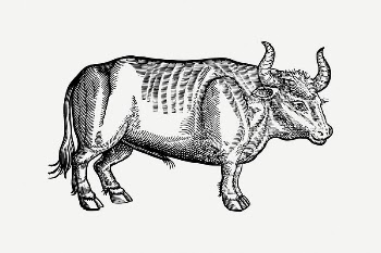 Ox clipart, vintage illustration psd. | Free PSD Illustration - rawpixel