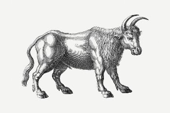 Ox clipart, vintage illustration psd. | Free PSD Illustration - rawpixel