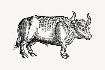 Ox collage element, drawing illustration | Free Vector Illustration - rawpixel