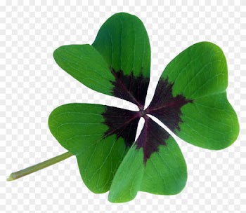 Oxalis Acetosella Red Clover Four-leaf Clover Luck - Four Leaf Clover Lucky Charm