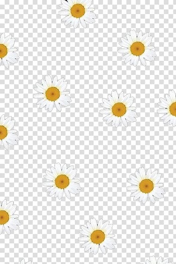 Oxeye daisy Chrysanthemum Common daisy Pattern, Small daisy flower background transparent background PNG clipart