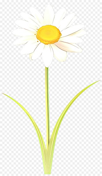 Oxeye Daisy, Cut Flowers, Plant Stem, Flower, Mayweed PNG
