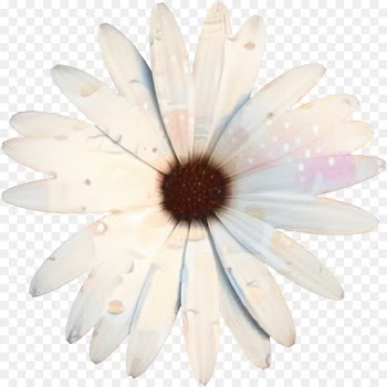 Oxeye Daisy, Petal, Cut Flowers, White PNG