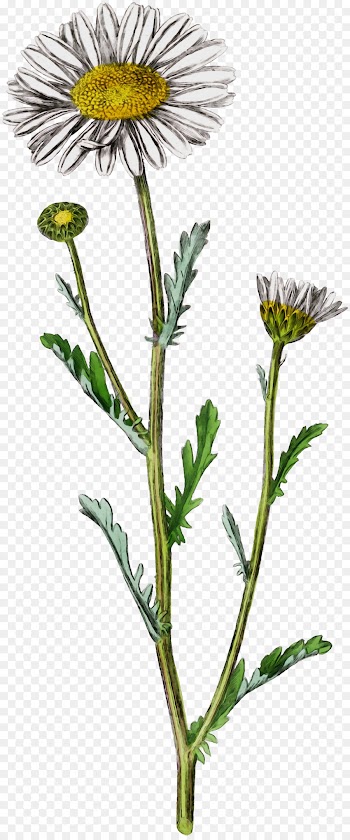 Oxeye Daisy, Sow Thistles, Dandelion, Flower, Flowering Plant PNG