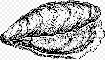 Oyster Clam Drawing Seashell Clip art - draw 