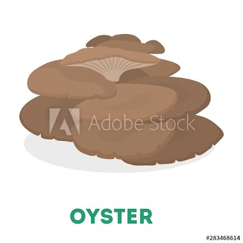 Oyster mushroom