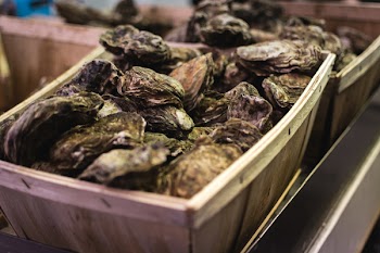 Oysters close up 
