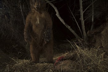 P-35 and the Bears. You | Free Photo - rawpixel