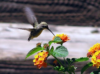 P1010074_cren.jpg