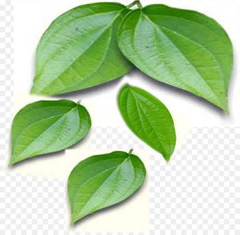 Paan Betel Juice Leaf Oil - Leaf 