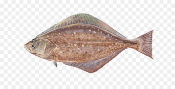 Pacific halibut Portable Network Graphics Clip art Vector graphics -  