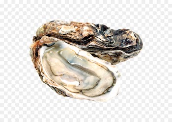 Pacific oyster Food InterCourses Shellfish - others 