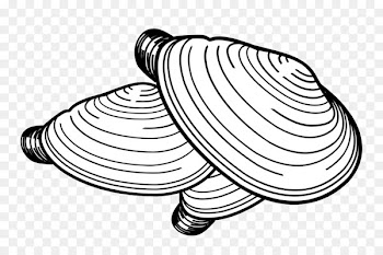 Pacific razor clam Drawing Image Mussel - seashell 
