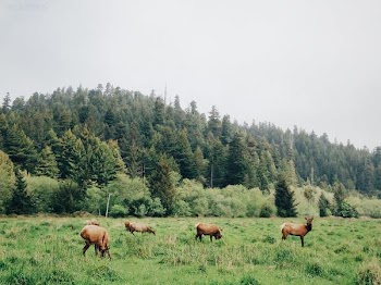 Pack of Deer Eating on Plane Grass Field during Daytime