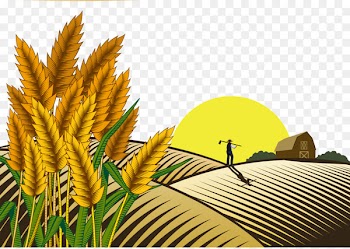 Paddy Field Oryza sativa Farmer - Sunset wheat field farmer 