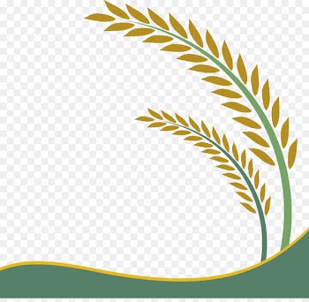 Paddy Field Oryza sativa Rice Crop Clip art - Rice leaf vector 