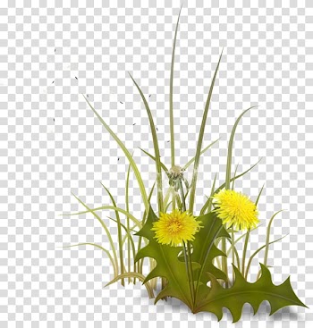 Paddy Field Oryza sativa Rice Logo, rice transparent background PNG clipart