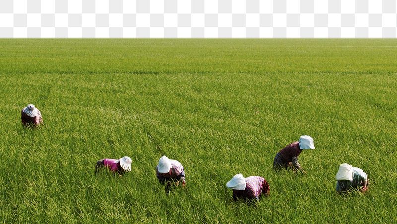 Paddy field png border, transparent | Free PNG - rawpixel