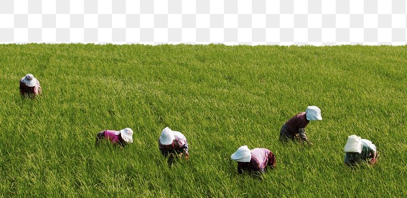 Paddy field png border, transparent | Free PNG - rawpixel