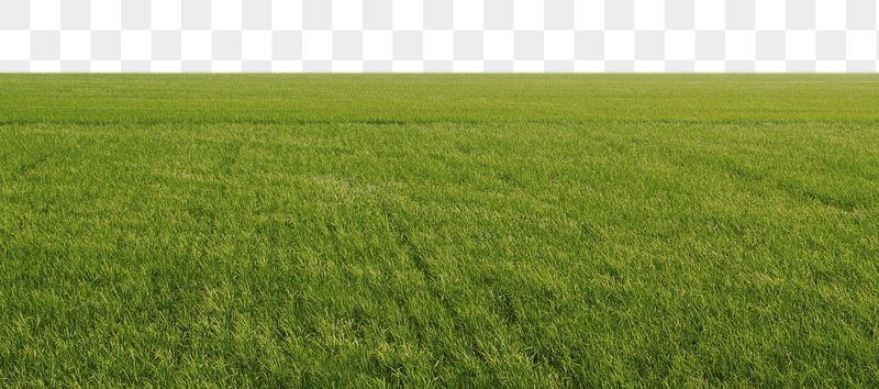 Paddy field png border, transparent | Free PNG - rawpixel