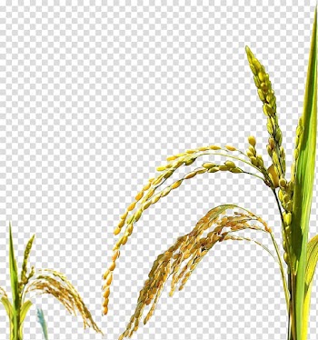 Paddy transparent background PNG clipart