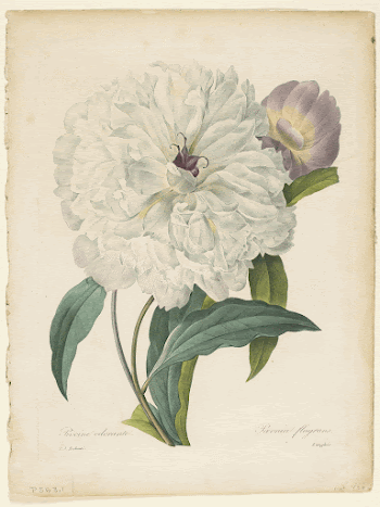 Paeonia flagrans (Peony). Original from the Minneapolis | Free Photo - rawpixel