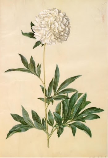 Paeonia lactiflora (silk peony) by Maria | Free Photo - rawpixel
