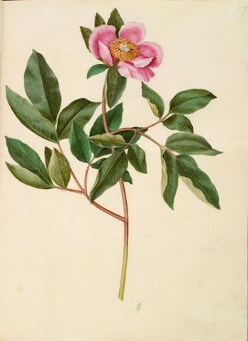 Paeonia mascula (large-leaved peony) by Maria | Free Photo - rawpixel