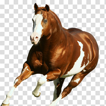 Paint Horse by Trey Seekins on emaze