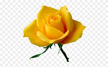Paint Shop, Rose Buds, Yellow Roses, Rainbow Colors, - Joyeux Anniversaire Rose Jaune