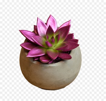 Painted echeveria STUDIO Flores Flower bouquet - echeveria design element 