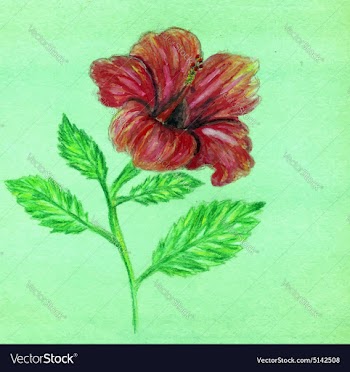 Painted Hibiscus2 vector image