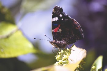 Painted Lady Butterfly Perched on Leaf Selective Focus Photography