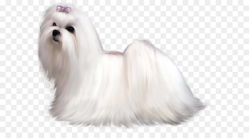Painted Maltese Dog PNG Clipart Picture png download - 794*598 ...